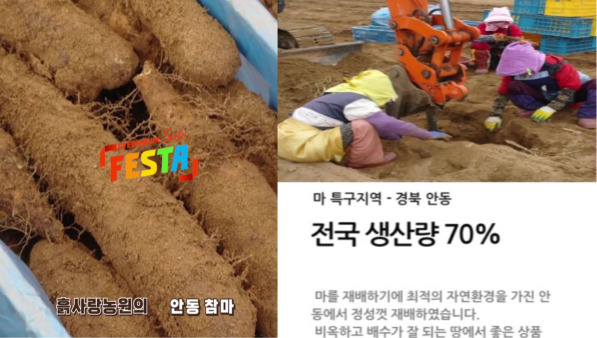 흙사랑농원- 참마