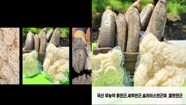 초록땅- 연근
