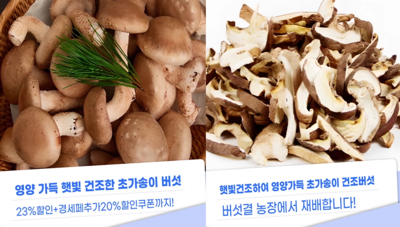 버섯결 - 초가송이 버섯