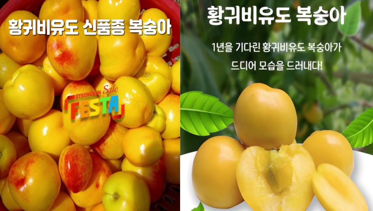 웅쇼핑-황귀비유도 신품종 복숭아