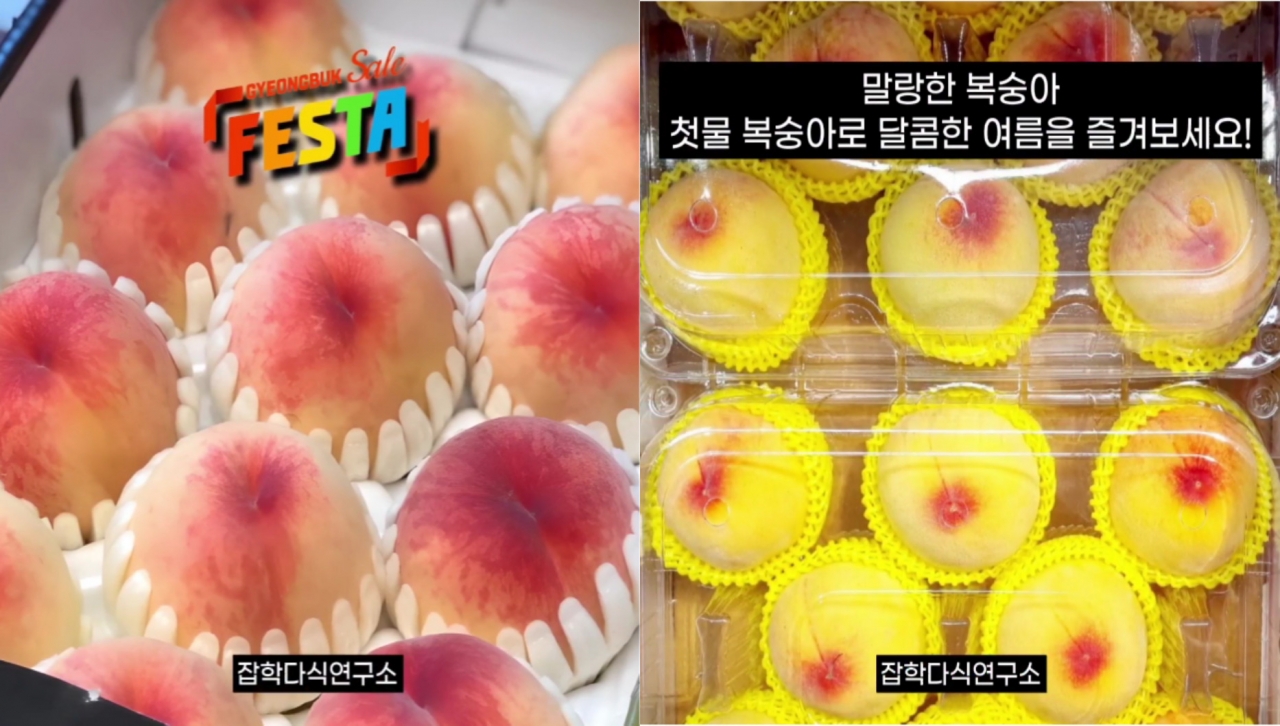 잡학다식연구소 - 털복숭아 황도 복숭아